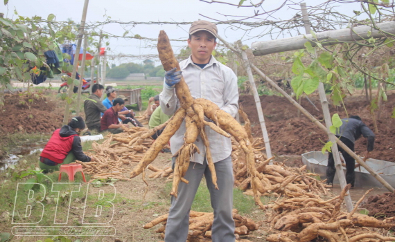 Ảnh của Tinh hoa Tam Giang - Bột sắn dây thượng hạng