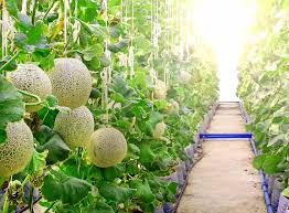 Ảnh của Dưa lưới