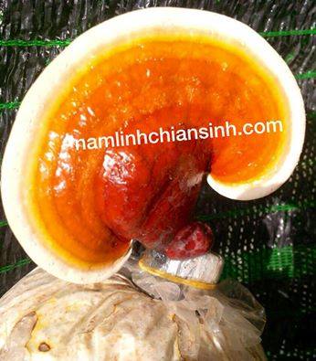 Ảnh của Nấm linh chi An Sinh