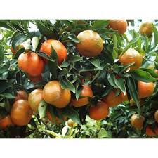 Ảnh của Cam đường canh Như Xuân